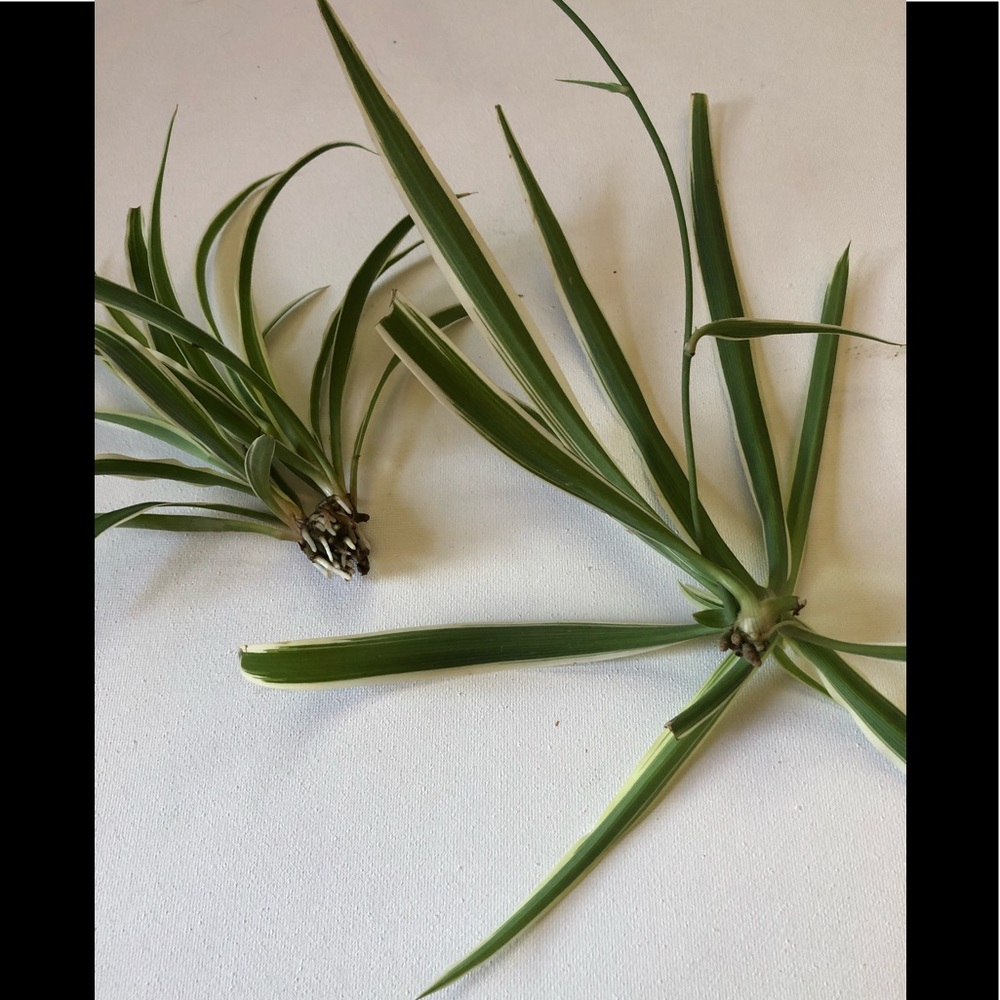 Spider Plant (‘Chlorophytum comosum’) - Picture 6 of 7